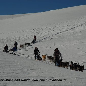 chiens-de-traineaux-vercors.jpg