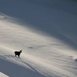 Wild snowshoeing weekend in Dormillouse (Écrins)