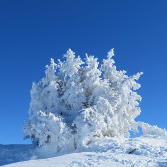 arbre-neige-vercors.JPG