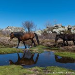 Hiking on the Coscione plateau (Southern Corsica)