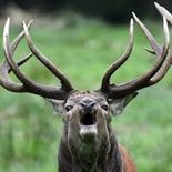 portrait-cerf.jpg