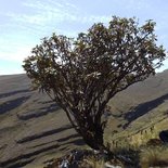 Yunga Cruz pre-Inca trekking