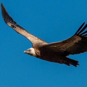 vautour-faune-observation-naturaliste-photo-stage-drome-2.jpg