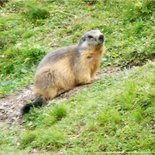 Observation of the life of marmots in Maurienne