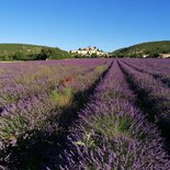 Hiking in Provence : once upon a time there was lavender