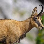 Hiking and wildlife observation in the Vercors