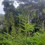 Ascent of Kilimanjaro by the Machame route