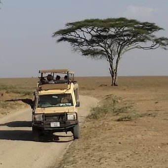 safari.jpg