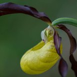 Macrophoto training: wild orchids and butterflies (Vercors)