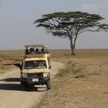 Safari in Tarangire, Serengeti and Ngorongoro