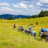 Transhumance festival in the southern Vercors