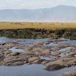 Safari in Serengeti and Ngorongoro