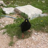 Recognize mountain birds course (Savoie)