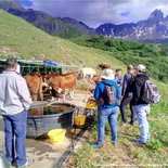 Alpine pasture milking and living heritage in Albiez