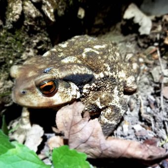 crapaud.jpg