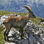 Hiking and wildlife observation in the Vercors