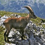 Randonnée et observation de la faune dans le Vercors