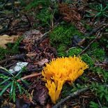 Weekend randonnée et champignons (Hautes-Alpes)