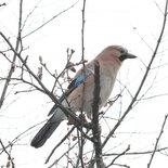 Recognize mountain birds course (Savoie)