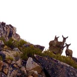 Alpinisme en Bolivie : Chachacomani et Chearoco