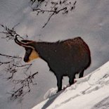 Snowshoeing stay in the Champsaur (Hautes-Alpes)