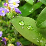 Wild Vercors and edible plants