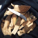 Séjour champignons et gastronomie dans le Vercors