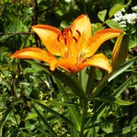 Balade fleurs et plantes à Albiez en Maurienne