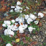 Séjour champignons et gastronomie dans le Vercors