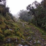 Trekking in the Bolivian Yungas jungle