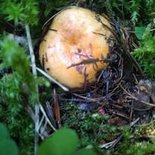 Hiking and mushroom weekend (Hautes-Alpes)