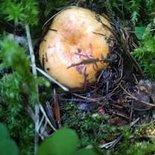 Weekend randonnée et champignons (Hautes-Alpes)