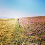 Hiking and disconnection in the land of Aubrac