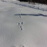 Snowshoeing mini raid between Thabor and Clarée (Hautes-Alpes)