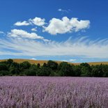 Hiking in Provence : once upon a time there was lavender