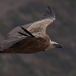 Naturalist observation & animal photography of vultures (Drôme)