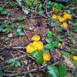 Hiking and mushroom weekend (Hautes-Alpes)