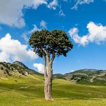 Hiking, yoga and reconnecting with nature (Vercors)
