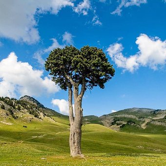 arbre-vercors.jpg