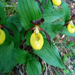 Flower and plant walk in Albiez, Maurienne