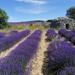 Hiking in Provence : once upon a time there was lavender