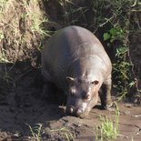 Safari in Serengeti and Ngorongoro