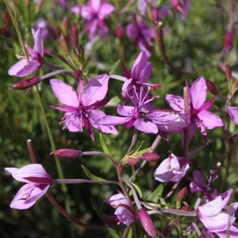 fleurs-montagne.jpg