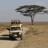 Safari in Serengeti and Ngorongoro