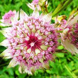 Flower and plant walk in Albiez, Maurienne